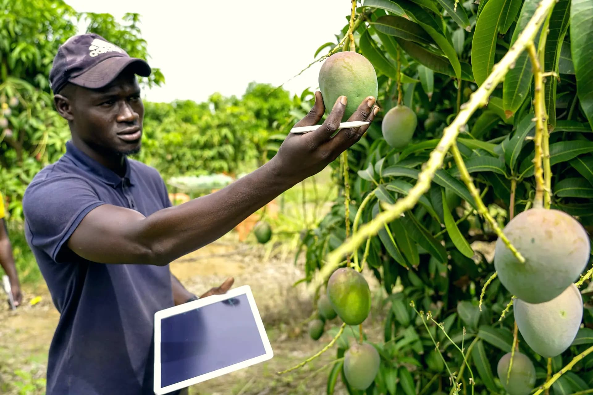 A man in an orchard checks mangoes with a tablet in hand.